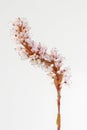 Closeup image of Persicaria affinis Ã¢â¬ËDarjeeling Red